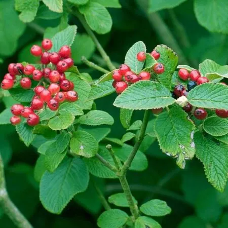 Viburnum Lantana 2