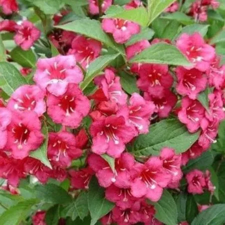 Weigela Bristol Ruby 2