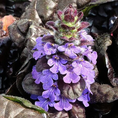 Ajuga Black Scallop 1