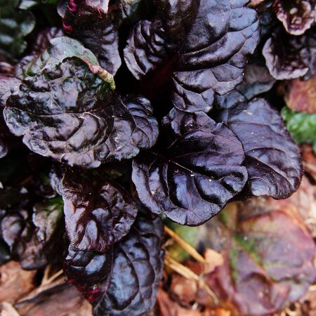 Ajuga Black Scallop 2