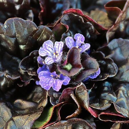 Ajuga Black Scallop 5