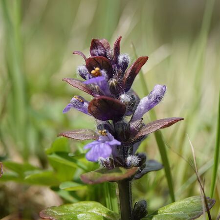 Ajuga Black Scallop 6