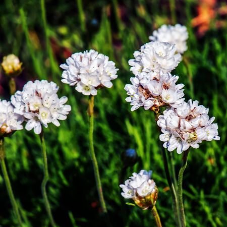 Armeria maritima Alba 7