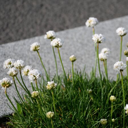 Armeria maritima Alba 2
