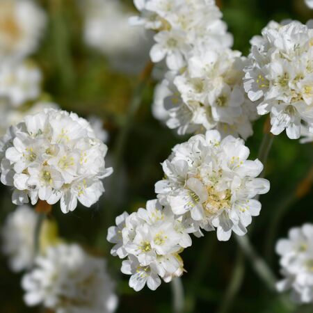 Armeria maritima Alba 3