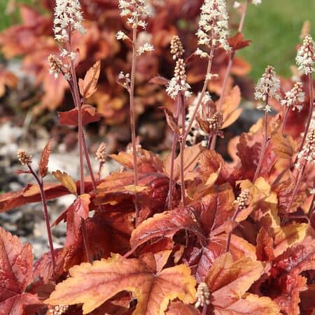 Heuchera Marmalade 1