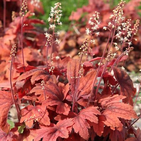 Heuchera Marmalade 2