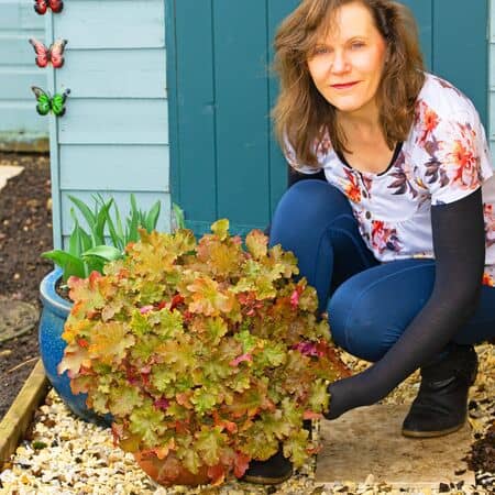 Heuchera Marmalade 3