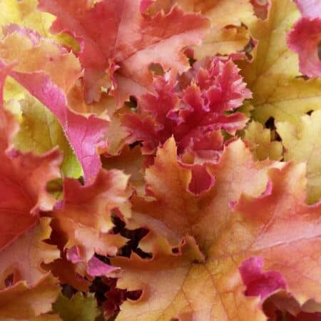 Heuchera Marmalade 4