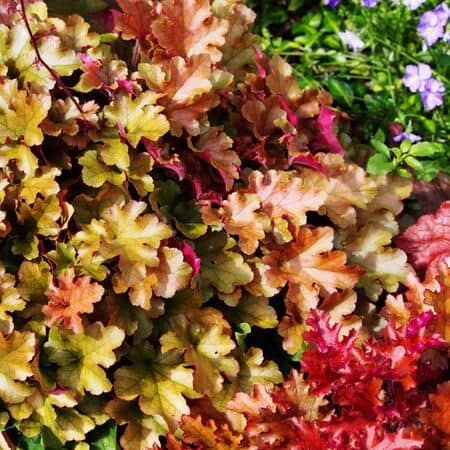Heuchera Marmalade 5
