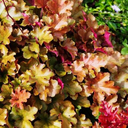 Heuchera Marmalade 6