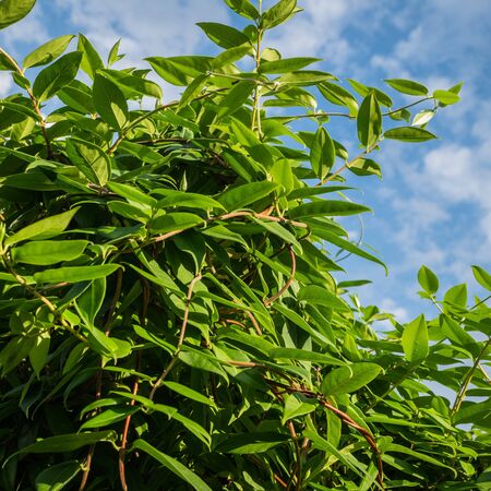 Lonicera Henryi 3Lonicera Henryi