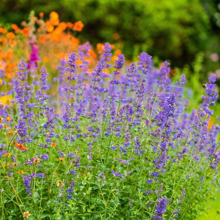 Nepeta Six Hills Giant 2