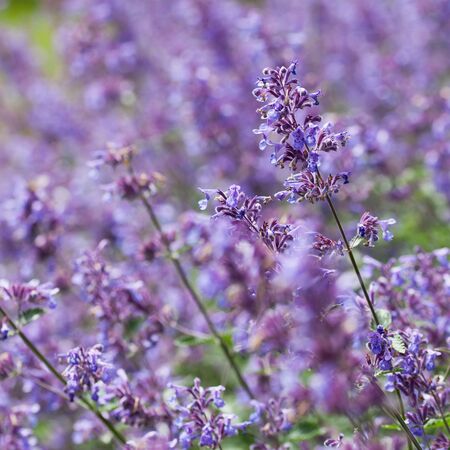 Nepeta Six Hills Giant 3