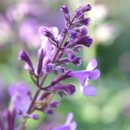 Nepeta Six Hills Giant 1