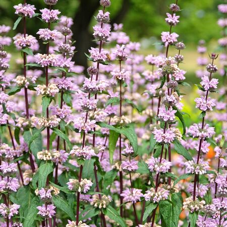 Phlomoides tuberosa Amazone 2