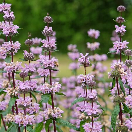 Phlomoides tuberosa Amazone 3