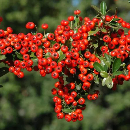 Pyracantha Saphyr Rouge Cadrou 1