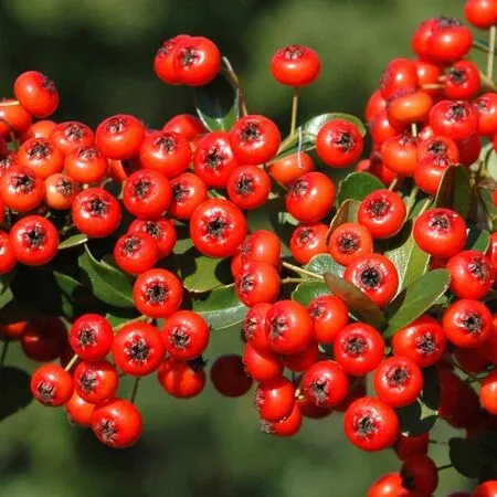 Pyracantha Saphyr Rouge Cadrou 1a