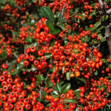 Pyracantha Saphyr Rouge Cadrou 2