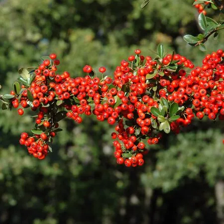 Pyracantha Saphyr Rouge Cadrou 4