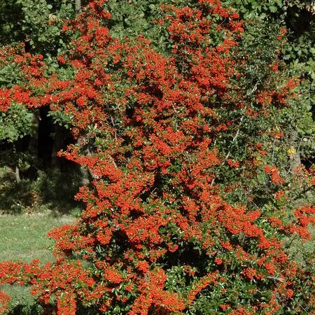 Pyracantha Saphyr Rouge Cadrou 5