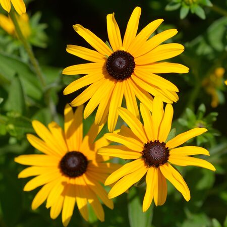 Rudbeckia Deamii 1