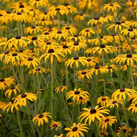 Rudbeckia Deamii 2