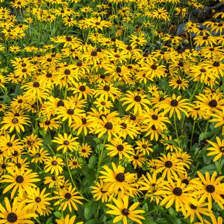 Rudbeckia Deamii 3