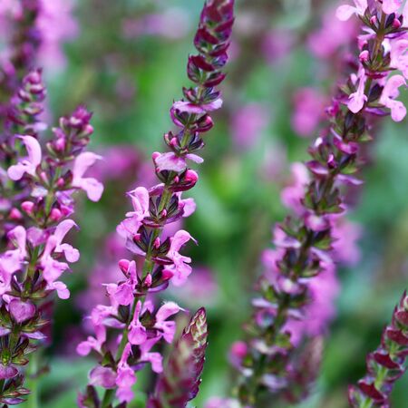Salvia Rose Queen 1