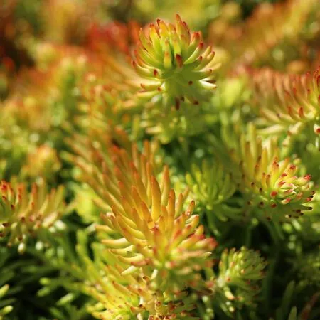 Sedum Lemon Ball 1
