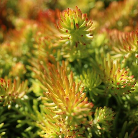 Sedum Lemon Ball 1