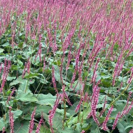 Bistorta amplexicaulis Blackfield 3