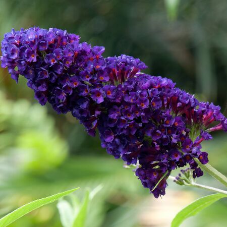Buddleia Black Knight 1