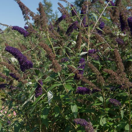 Buddleia Black Knight 2