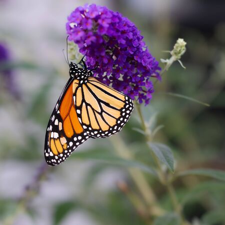 Buddleia Black Knight 3
