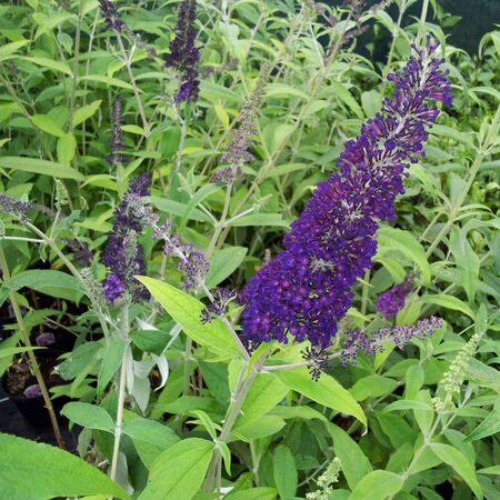 Buddleia Black Knight 4