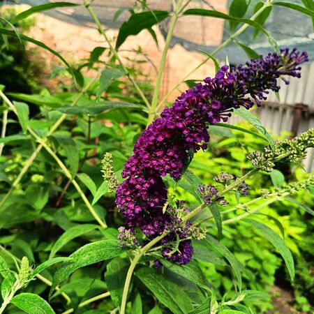 Buddleia Black Knight 5