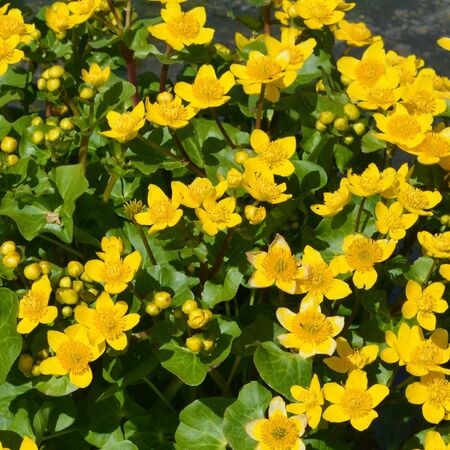 Caltha Palustris 1