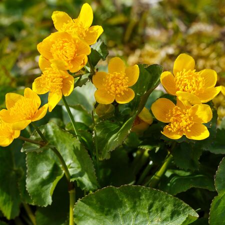 Caltha Palustris 2