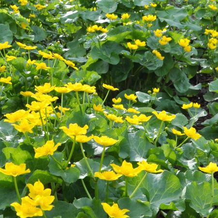 Caltha Palustris 4