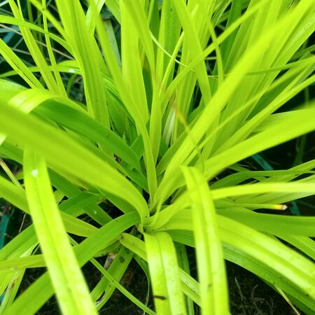 Carex Everillo 1