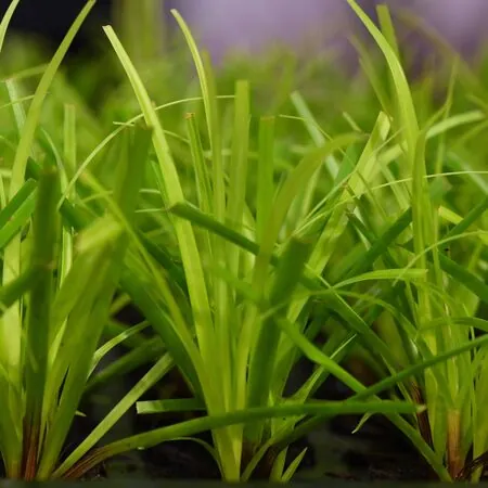 Carex Everillo 2