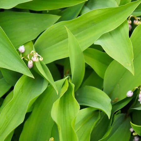 Convallaria majalis Rosea 2