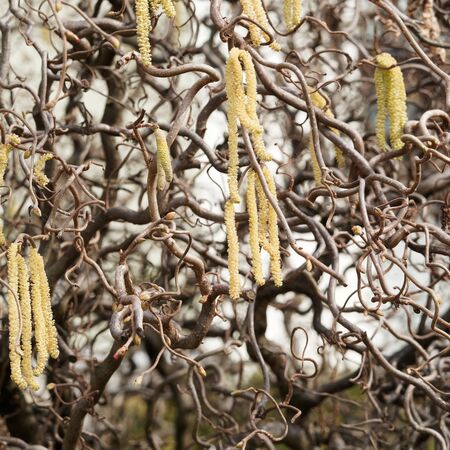 Corylus Contorta 3