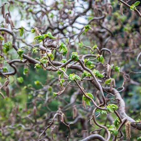 Corylus Contorta 4