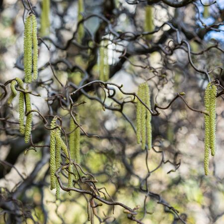 Corylus Contorta 5