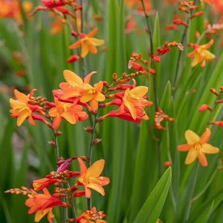 Crocosmia Orange Pekoe 1