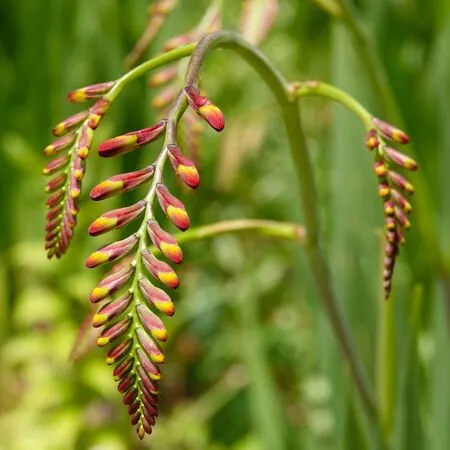 Crocosmia Orange Pekoe 2