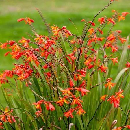 Crocosmia Orange Pekoe 3